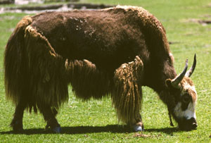 Don't Shave the Yak